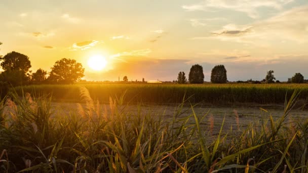 Time Lapse Shot Magnificent Sunset Fields Landscape Summer Season — Stockvideo