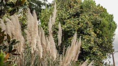 Pampas çimenleri yaz bahçesinde