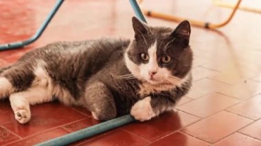 Güzel ev kedisi sahnesi.