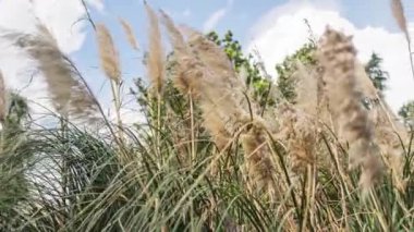 Pampas çimenleri yaz bahçesinde