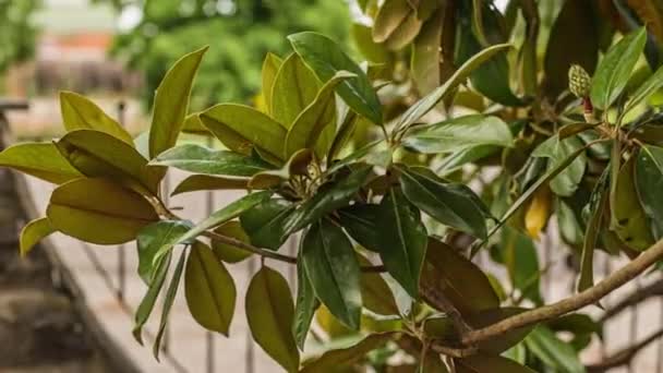 Leaves Move Background Scene Selective Focus — Stockvideo