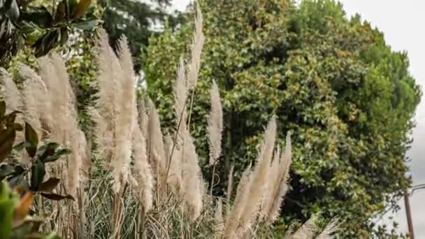 Pampas Grass Detail Summer Garden — Vídeos de Stock