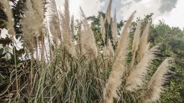 Pampas Grass Detail Summer Garden — Stockvideo