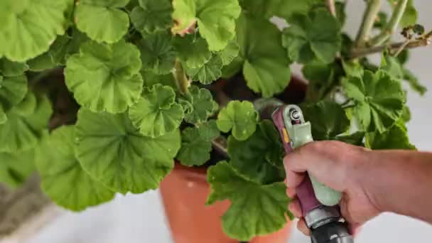 Water Geranium Scene Gardening — Stok Video