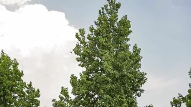 Leaves Tree Blown Wind Detail — Vídeo de Stock