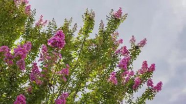 Sunbeams among the flowering branches scene