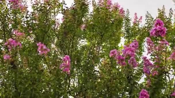 Sunbeams Flowering Branches Scene — Vídeos de Stock