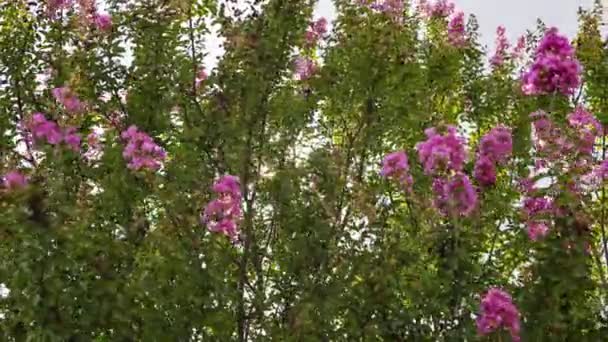 Sunbeams Flowering Branches Scene — Vídeos de Stock