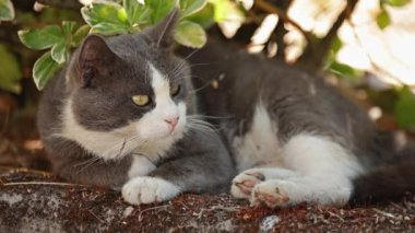 Çayırdaki gölgede dinlenen sevimli evcil kedi.