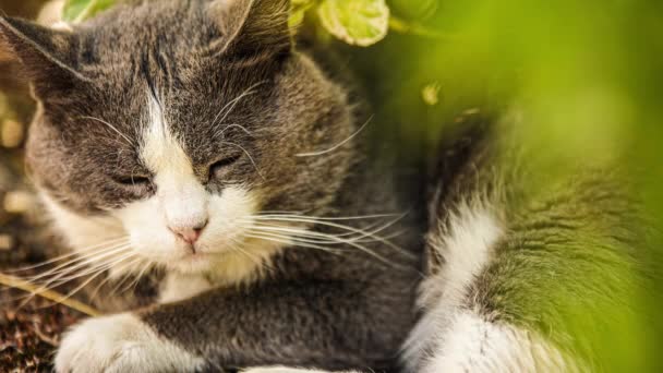 Cute Domestic Cat Outdoor Close Portrait — Video