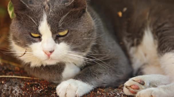 Cute Domestic Cat Outdoor Close Portrait — Vídeo de Stock