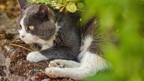 Cute Domestic Cat Outdoor Close Portrait — Stockvideo