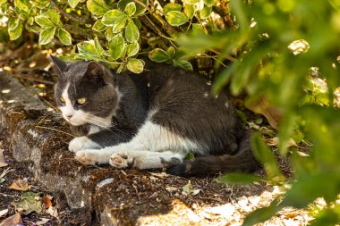 Çayırdaki gölgede dinlenen sevimli evcil kedi.