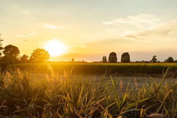 Magnificent Sunset Fields Landscape Summer Season — Stockfoto