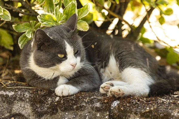 Çayırdaki Gölgede Dinlenen Sevimli Evcil Kedi — Stok fotoğraf