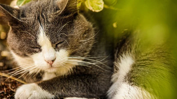 Şirin Kedisi Kapalı Portre — Stok fotoğraf