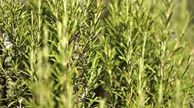 Biberiye bitkisi rüzgarla hareket ediyor.