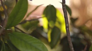 Soyut yaprak çekim ayrıntısı, seçici odak çekimi