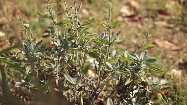 Plant Drought Damage Detail Scene — Stockvideo
