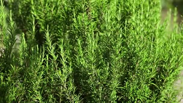 Rosemary Plant Detail Moved Wind — Stok Video