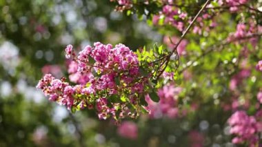 Çiçekli ağaç dalları seçici odaklanma vuruşu