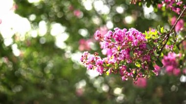 Çiçekli ağaç dalları seçici odaklanma vuruşu