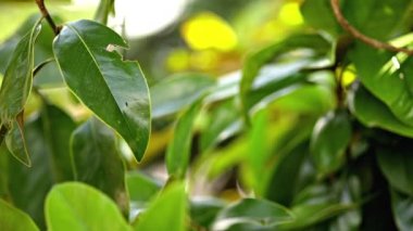 Leaves nature concept shot with selective focus