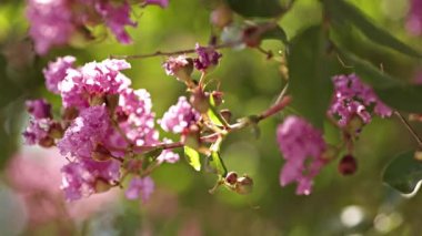 Çiçekli ağaç dalları seçici odaklanma vuruşu