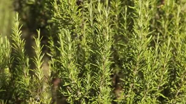 Rosemary Plant Detail Moved Wind — Stock video