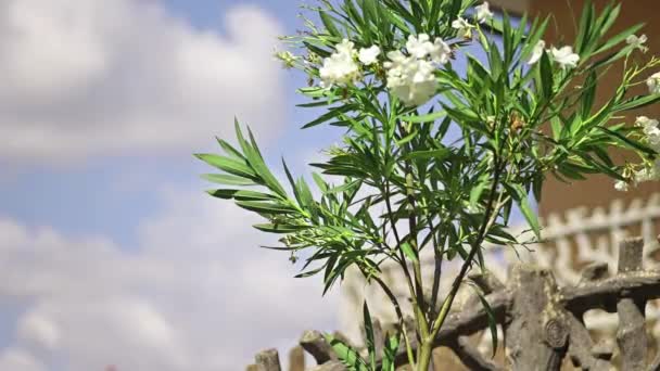 Oleander Plant Detail Garden — Stockvideo