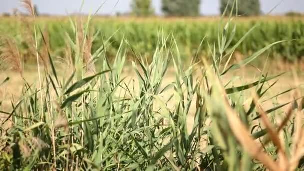 Ditch Grass Detail Sunny Day — Video Stock