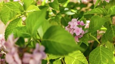 Bahçede açan güzel ortanca ya da hortensiya çiçekleri