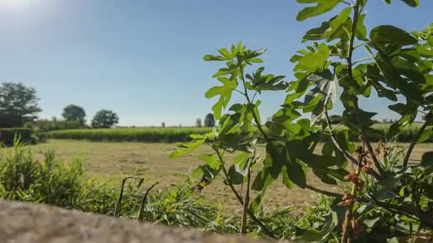 Landscape Country Field Sunny Day — Stockvideo