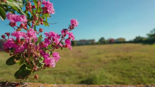 Lagerstroemia Speciosa Pink Flowers Blooming Lagerstroemia Speciosa Bright Pink Flower — Vídeo de Stock