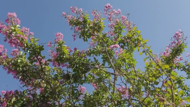 Lagerstroemia Speciosa Pink Flowers Blooming Und Lagerstroemia Speciosa Leuchtend Rosa — Stockvideo