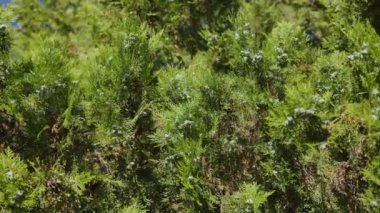 Çam iğnesi dokusu arkaplanı