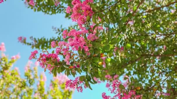 Lagerstroemia Speciosa Pink Flowers Blooming Lagerstroemia Speciosa Bright Pink Flower — Stockvideo