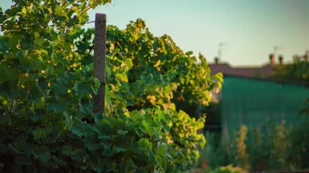 ワインブドウ ブドウ畑の夕日の風景 — ストック動画