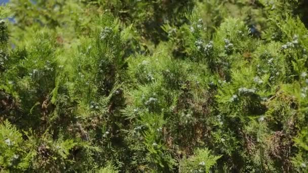 Pine Needle Texture Background — Stockvideo