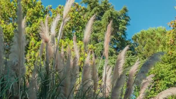 Pampas Grass Blowing Wind Sunny Day — Vídeos de Stock