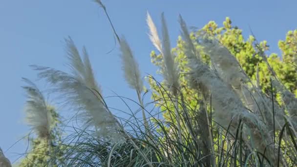 Pampas Grass Blowing Wind Sunny Day — Vídeos de Stock