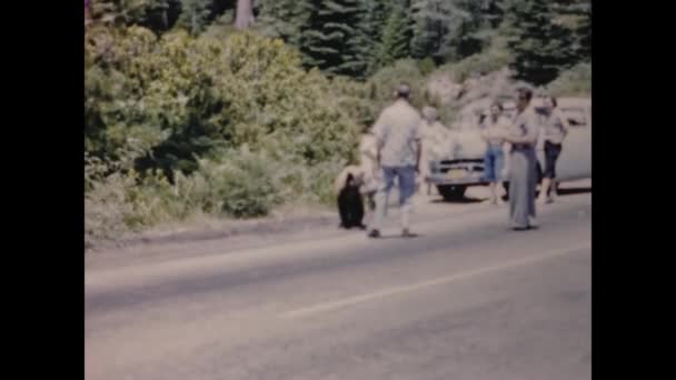 California United States June 1957 Bear Crosses Street Scene 50S — 图库视频影像