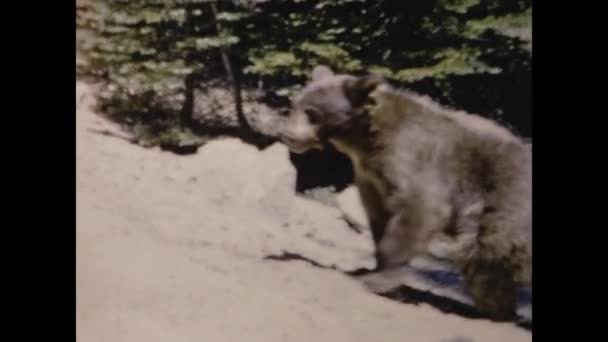 California United States June 1957 Bear Yosemite Scene 50S — Vídeo de Stock