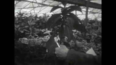 Mantova, İtalya Mart 1963: Macro 60 'lı yıllarda ayrıntı bıraktı.