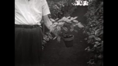 Mantova, İtalya Mart 1963: 60 'larda sera bitkileri fidanlığı sahnesi.