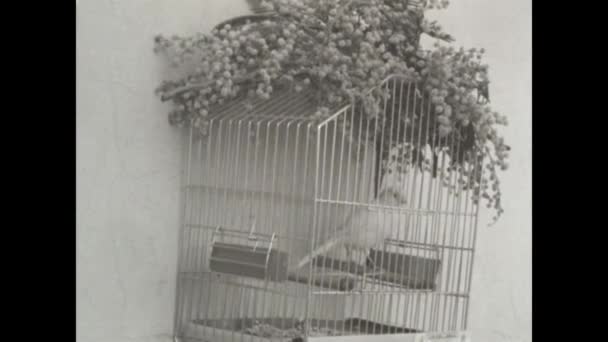 Mantova Italy March 1963 Canary Cage Scene 60S Image Black — Wideo stockowe