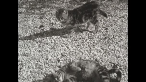 Mantova Italy March 1963 Cute Kittens Rest Outdoor Scene 60S — 비디오
