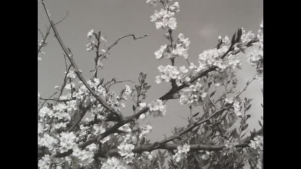 Mantova Italy March 1963 Cherry Blossoms Spring 60S Image Black — Stock Video