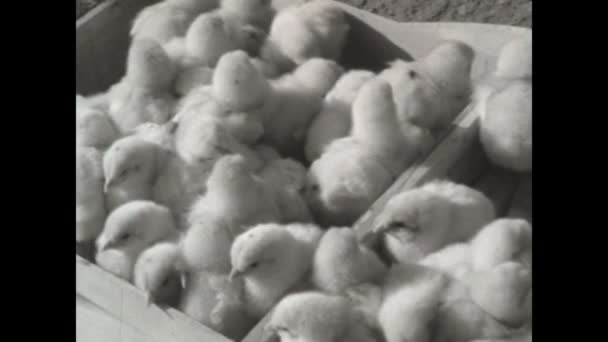Mantova Italy March 1963 Breeding Chicks Scene 60S Image Black — Vídeo de stock