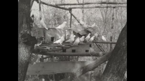 Мантова Италия Март 1963 Года Белые Голуби Вольере Изображение Черно — стоковое видео